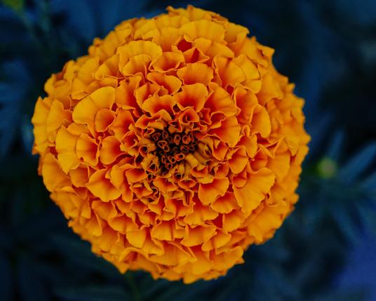 Orange marigold flower fills out a globe with krinkley petals