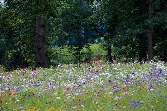 A paddock full of wildflowers, with trees behind.