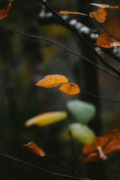 Single orange leaf hanging on a branch, blurred background of more leaves and trees.
