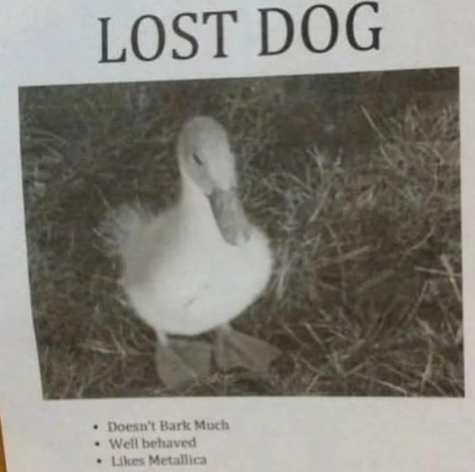 A humorous "LOST DOG" flyer. Below the title is a grainy, black and white photo of a duckling standing in grass. Below the image is a bulleted list of characteristics: "Doesn't Bark Much", "Well behaved", and "Likes Metallica".
