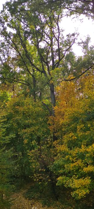 Grand arbre dressé au centre d’un sous-bois automnal, ses branches fines se découpent sur un ciel pâle. Autour de lui, les feuillages mêlent le vert encore vif et le jaune doré, éclairés par une lumière douce de fin de matinée. Le sol, tapissé de feuilles mortes, laisse deviner le sentier du trail