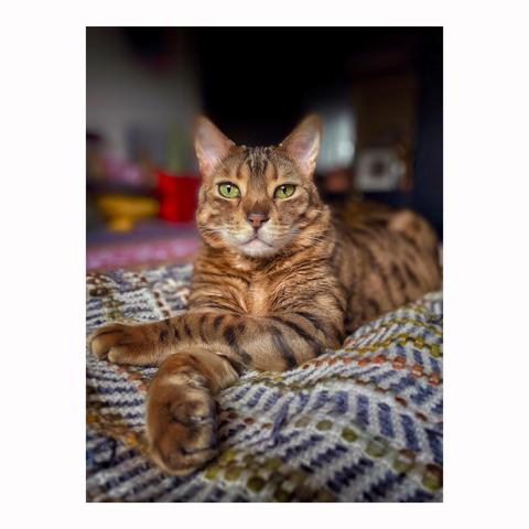 This is a colour close-up of my relaxed bengal cat Neko with green eyes lying on his favourite knitted blankie across the bed. Neko is making eye contact with his striped front legs crossed exuding total cat confidence.