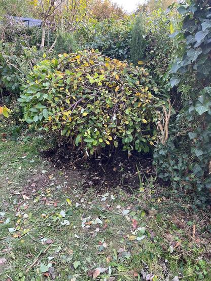 The miniature willow in its new home in the garden borders. We gave it a bit of bowl haircut too