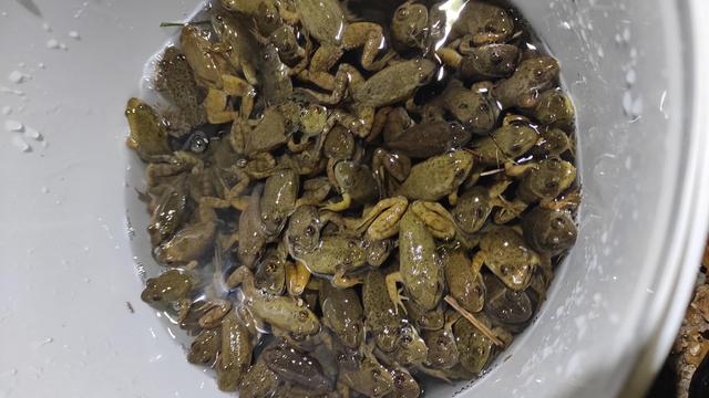 A bucket full of young bullfrogs