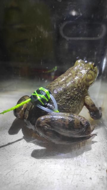 Backview of a bullfrog with transmitter