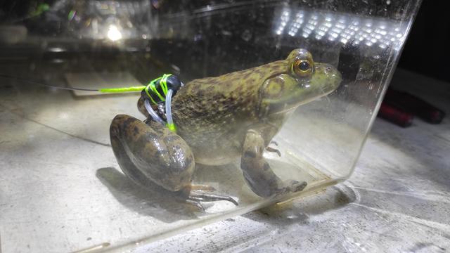 sideview of a Bullfrog with transmitter 