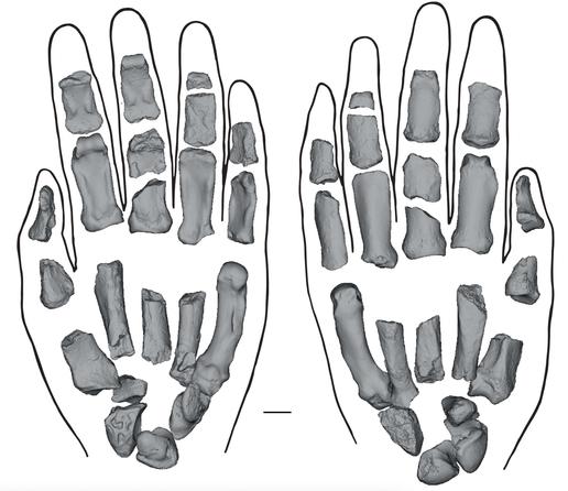 Reconstitution des os de la main d'un paranthrope