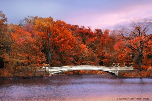 Bow Bridge, shaped like an archer's bow, was built between 1859 and 1862. This serene scene captures Bow Bridge amidst a vibrant display of fall foliage. The calm water and colorful leaves create a tranquil atmosphere