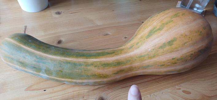Courgette de Nice