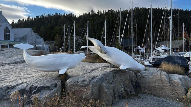 Skulpturen von Beluga Walen auf den Steinen beim Museum von Tadoussac