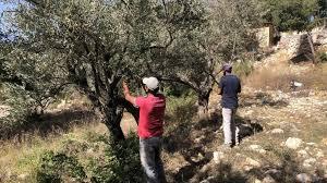 La récolte des olives au Sud-Liban, et ailleurs dans le pays, se fait encore de manière manuelle ou semi-manuelle.