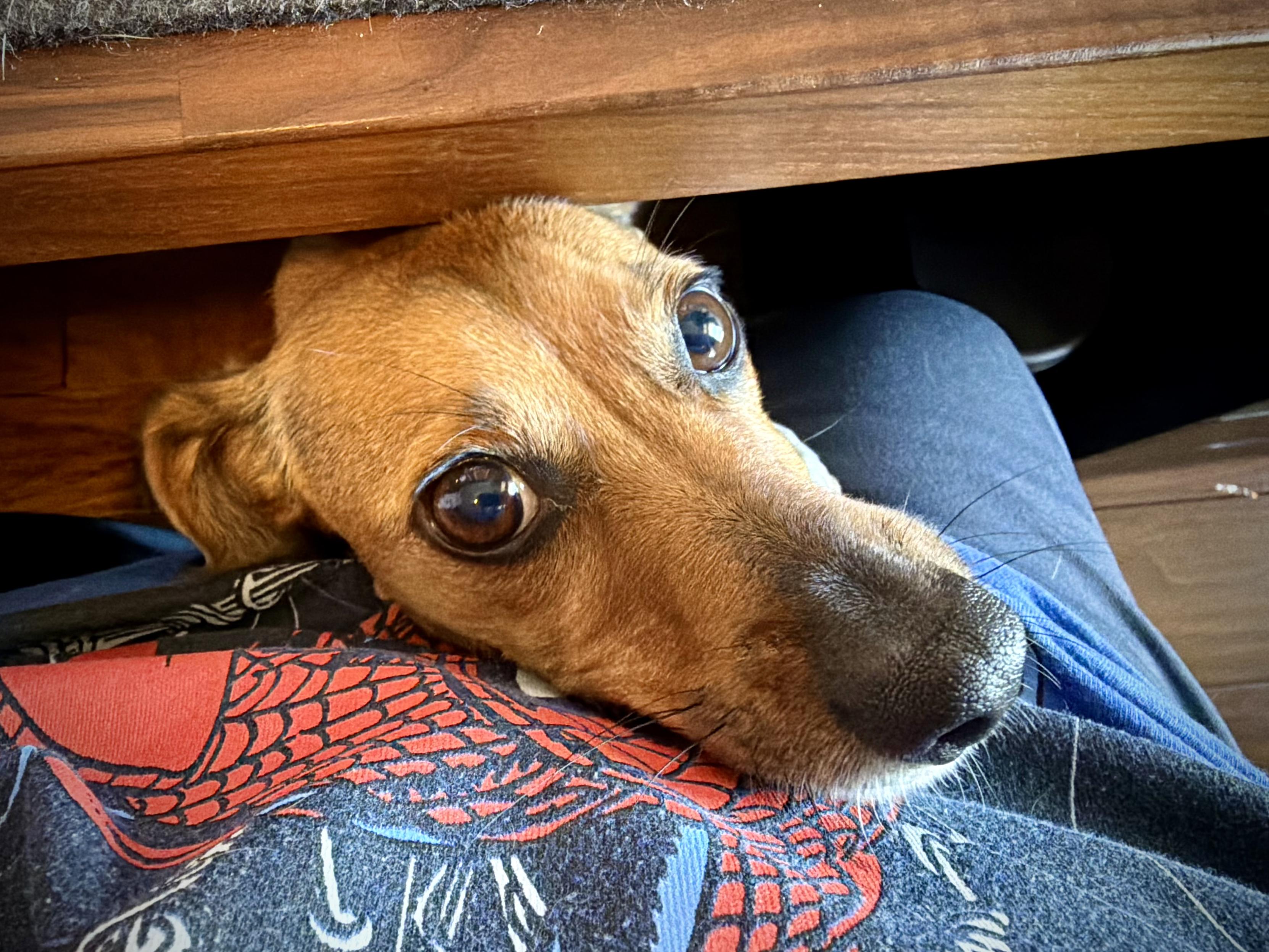 A photo of a dachshund trying to crawl up on my lap from under my desk.
