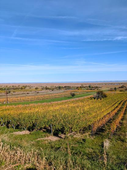 Blick über die Weinfelder auf den Neusiedlersee bei Rust