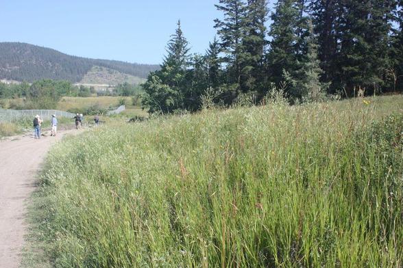 The long grass meadows at Dairy Fields flourish under the summer sun of Williams Lake.