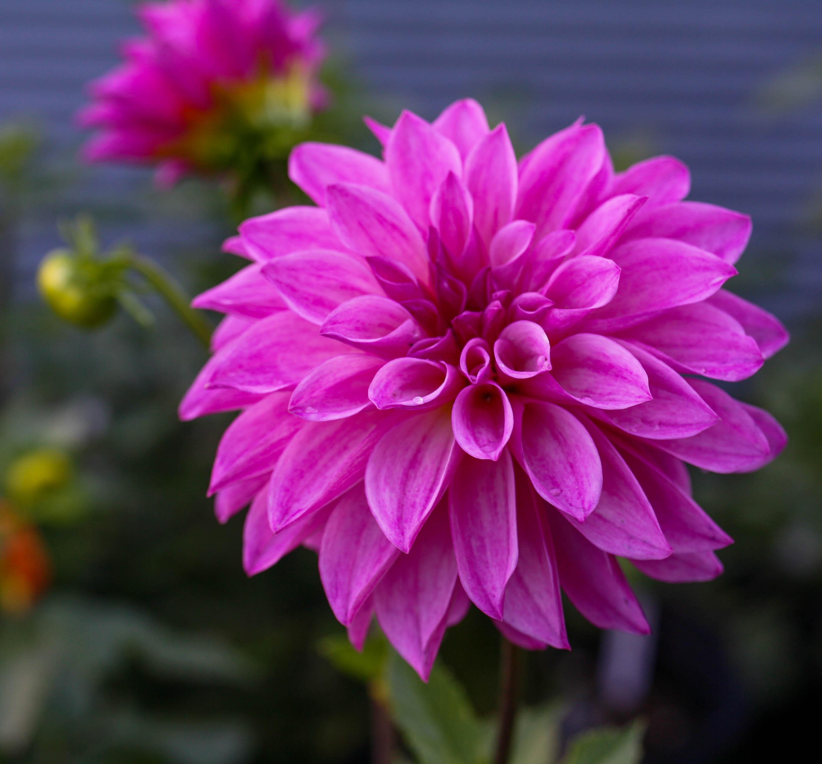 Medium pink dahlia flower