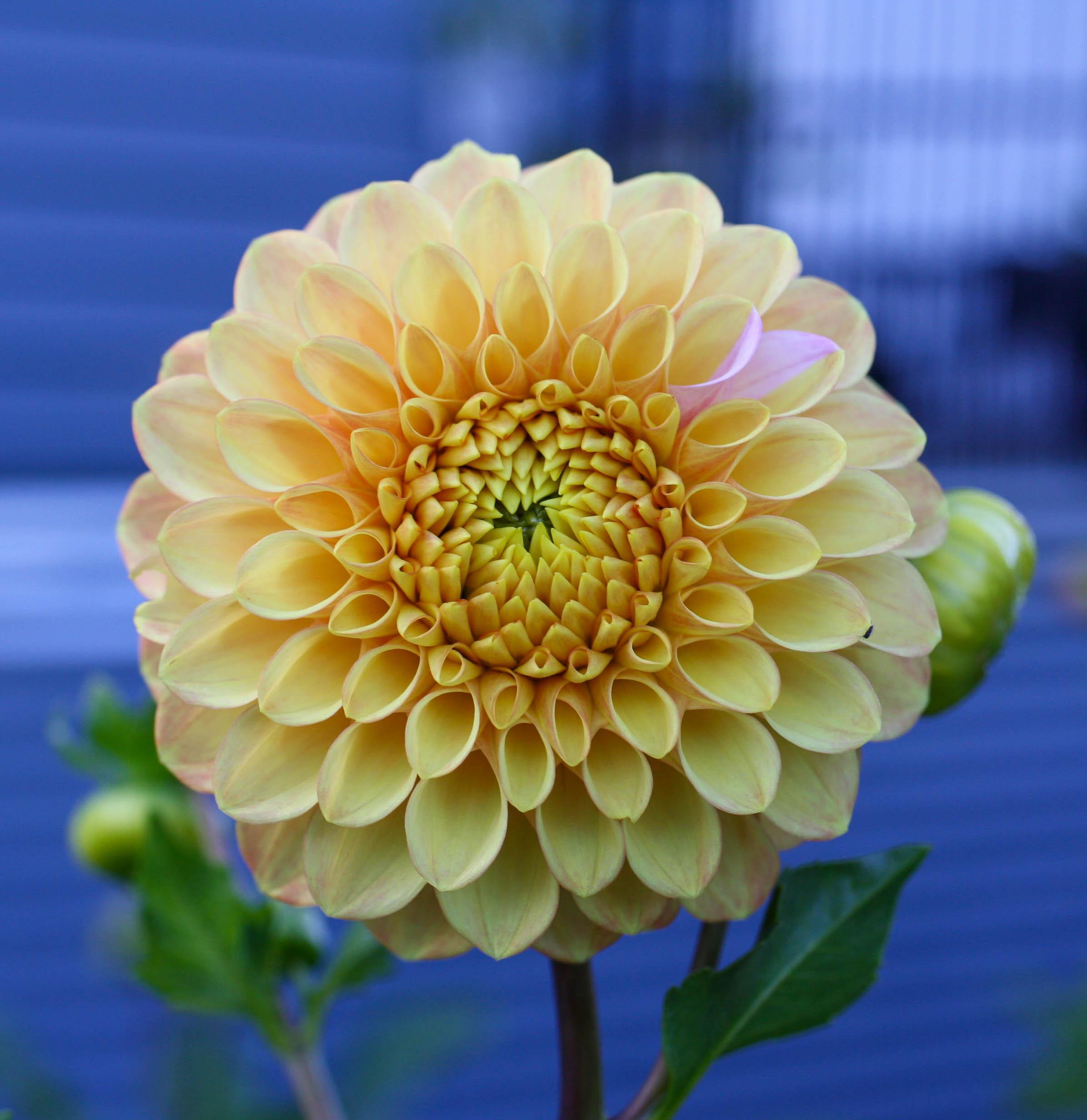 light yellow dahlia flower