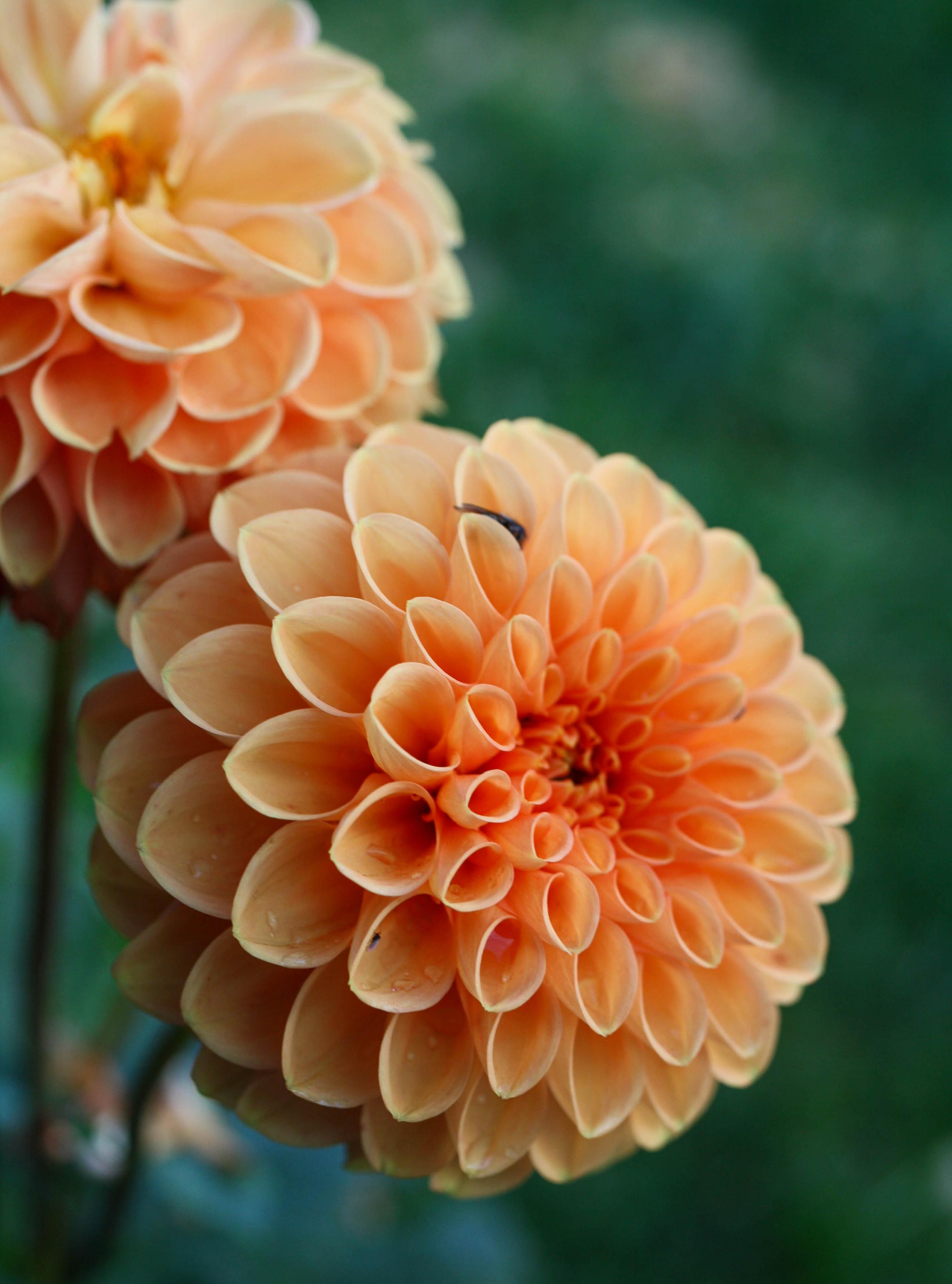 Light orange dahlia flower