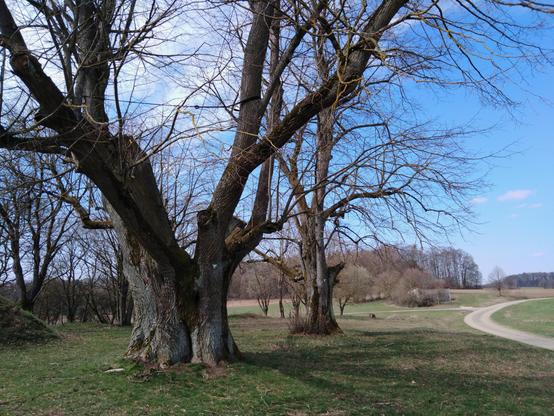 Ein riesiger, knorriger Baum mit dem Symbol für Baumdenkmal. Der Stamm ist ohne Laub gut zu sehen, er hat Schäden und ist trotzdem noch sehr vital. Dahinter steht ein zweiter, etwas weniger mächtiger Baum. Ebenfalls ein Baumdenkmal. Die Bäume stehen in einer Landschaft mit geschottertem Weg und winterlichem Wald im Hintergrund. Der Himmel ist links etwas bewölkt, rechts blau und freundlich.