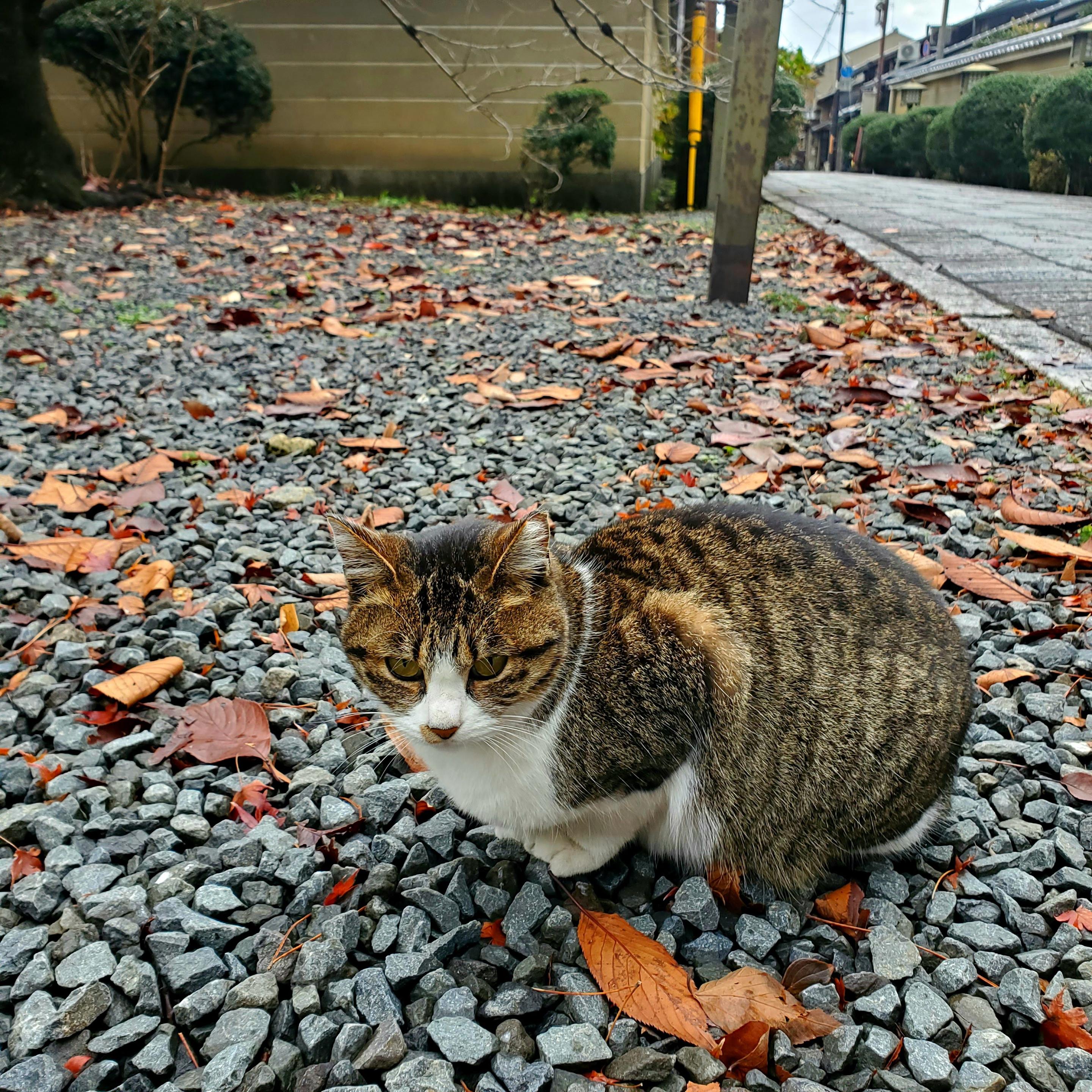 A cat not enjoying the autumn chill outside Daihoon-ji.