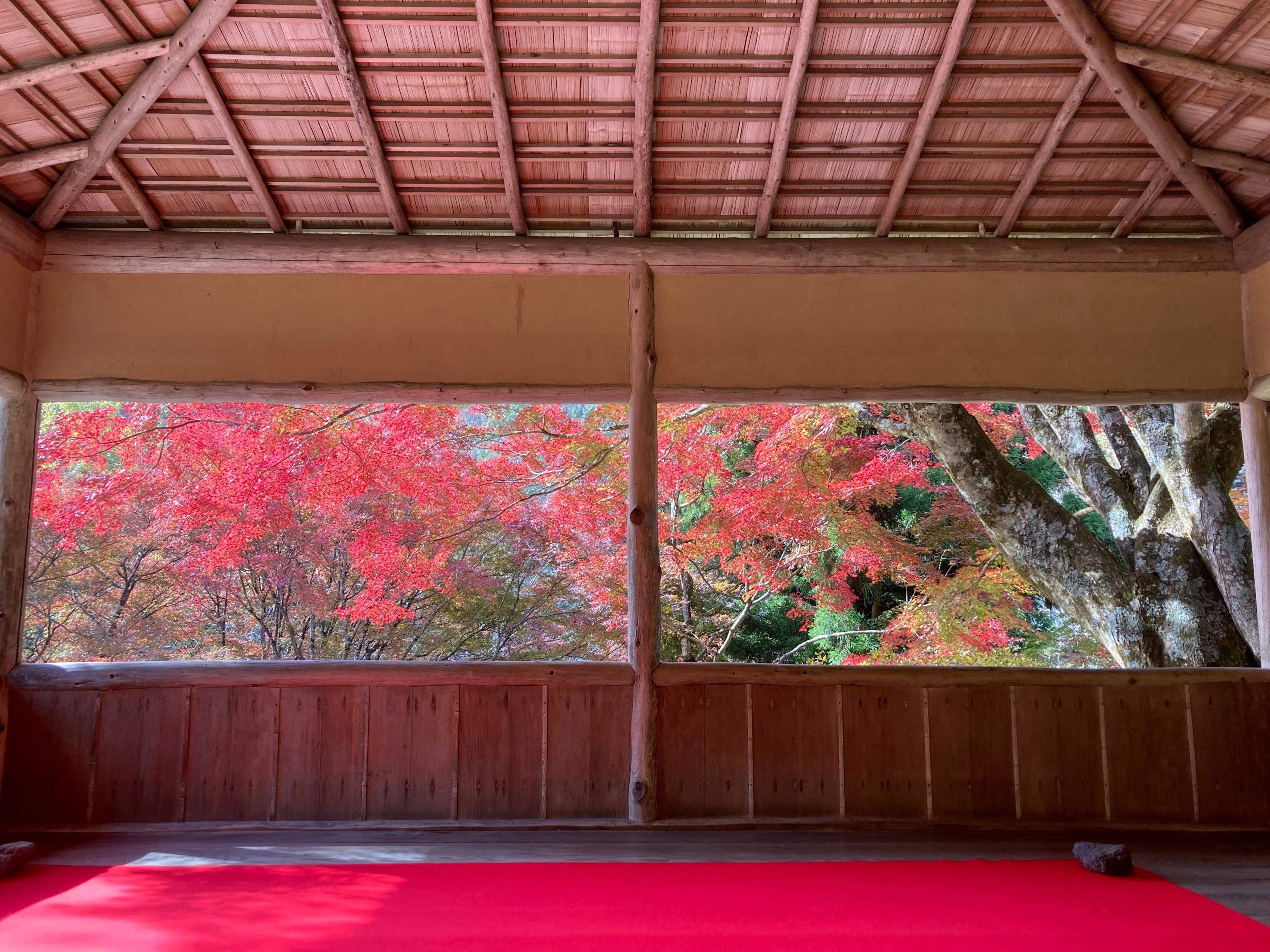 Window with an autumn view.