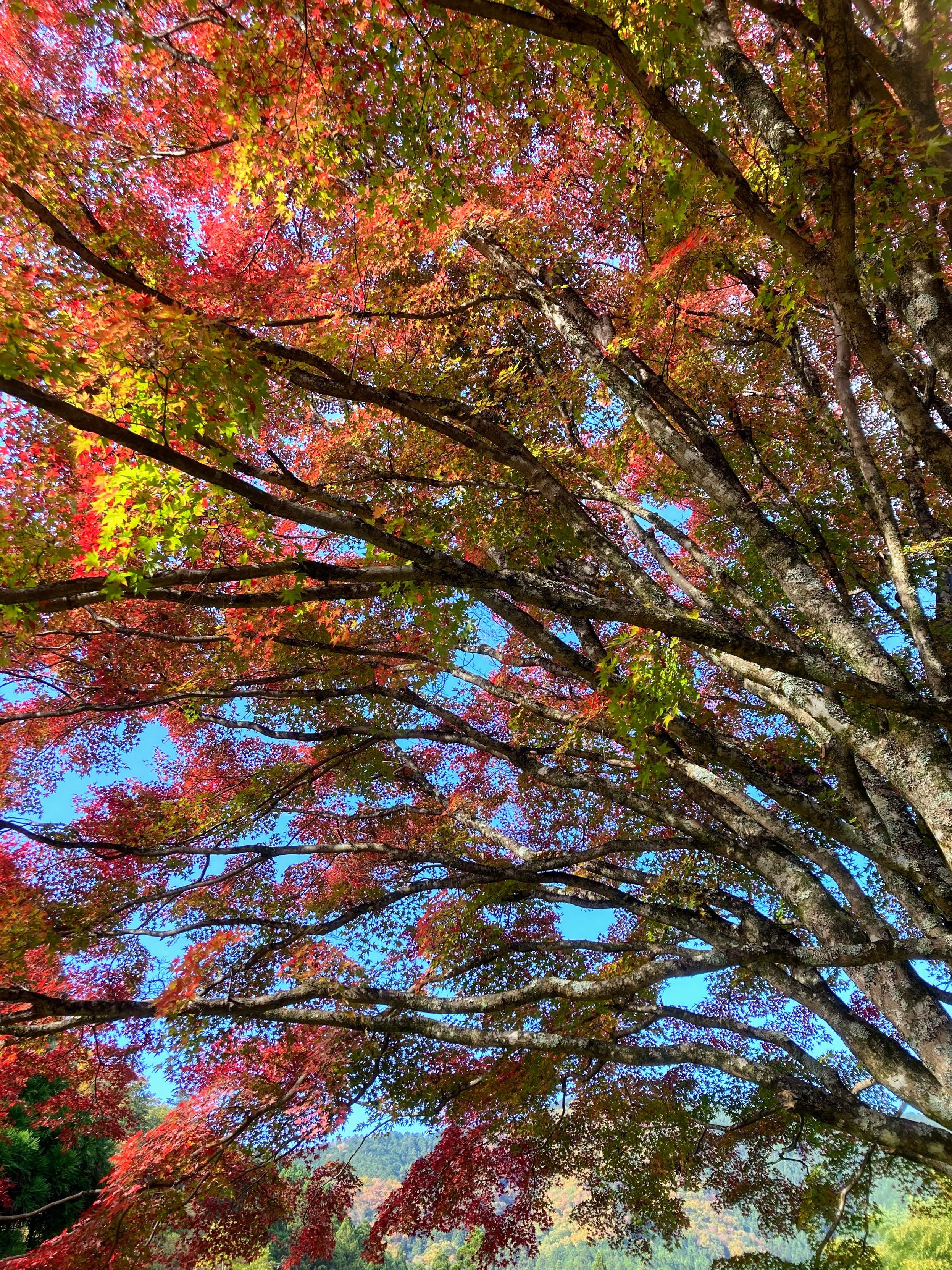 Trees begin to turn red at Jurin-ji.