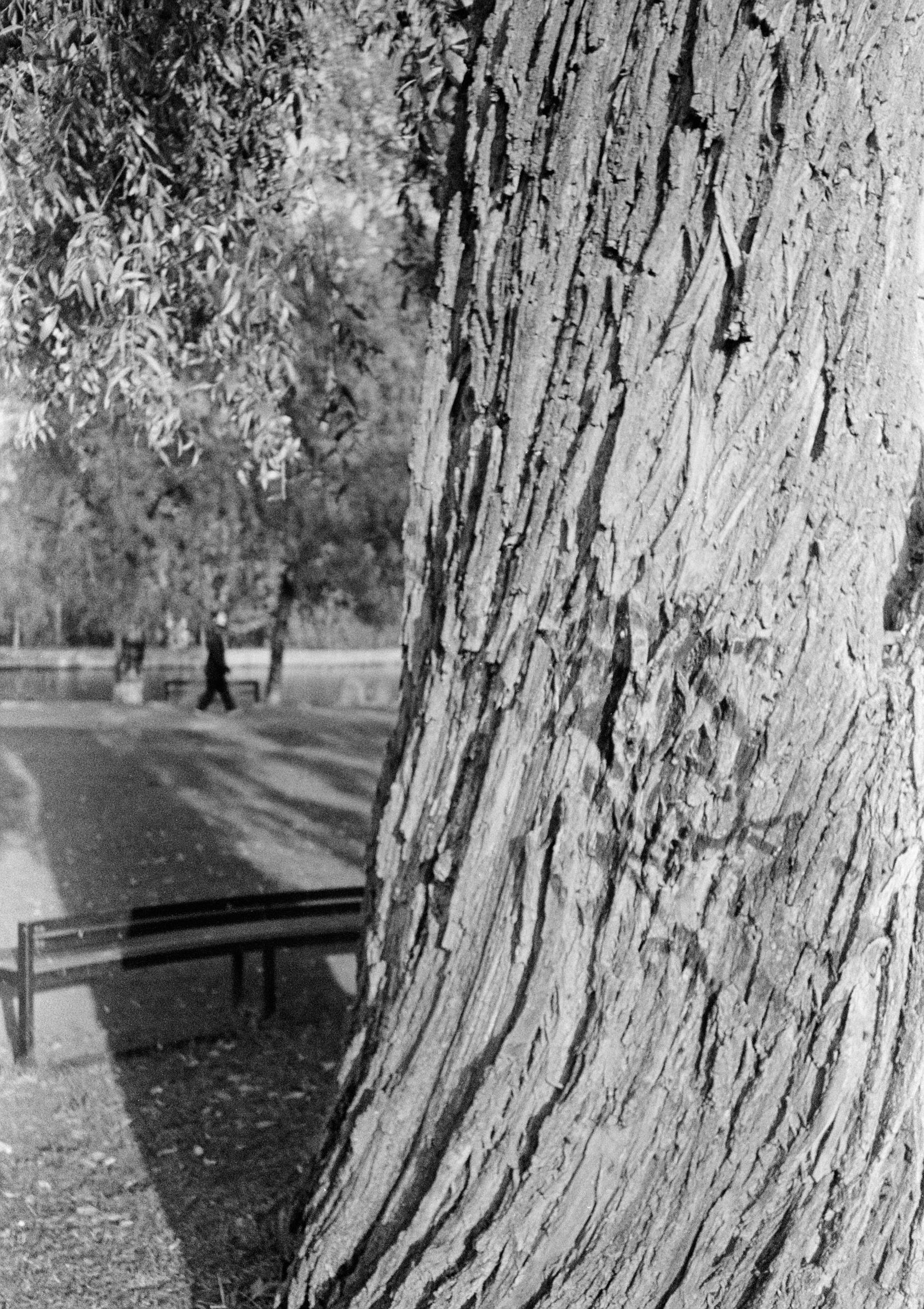 In the black-and-white close-up, the trunk of an old tree with textured bark is visible. In the background, a bench can be seen, as well as a long shadow from the tree and a person walking in the park.