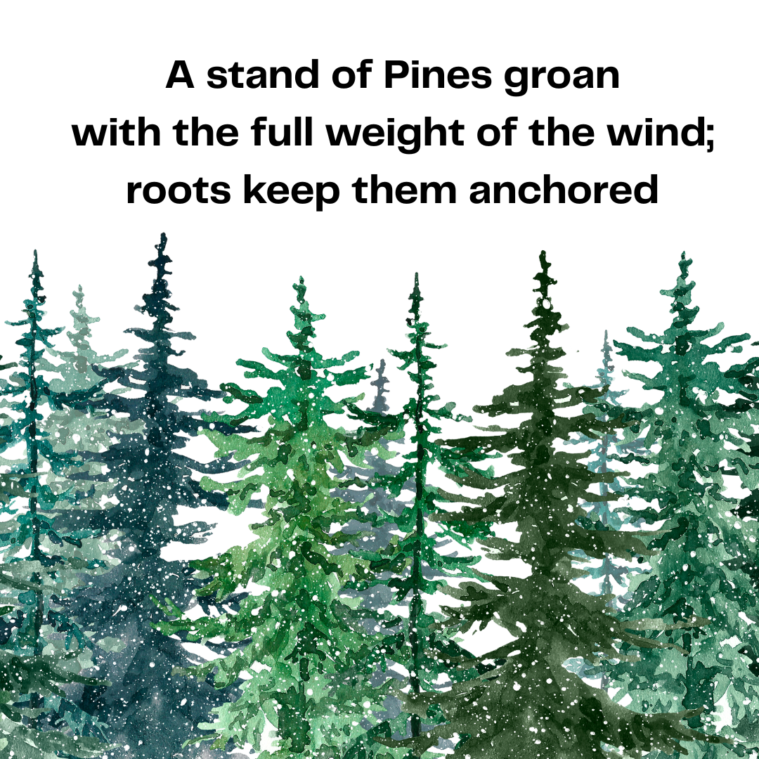 poem with illustration of pine trees
A stand of Pines groan
with the full weight of the wind;
roots keep them anchored