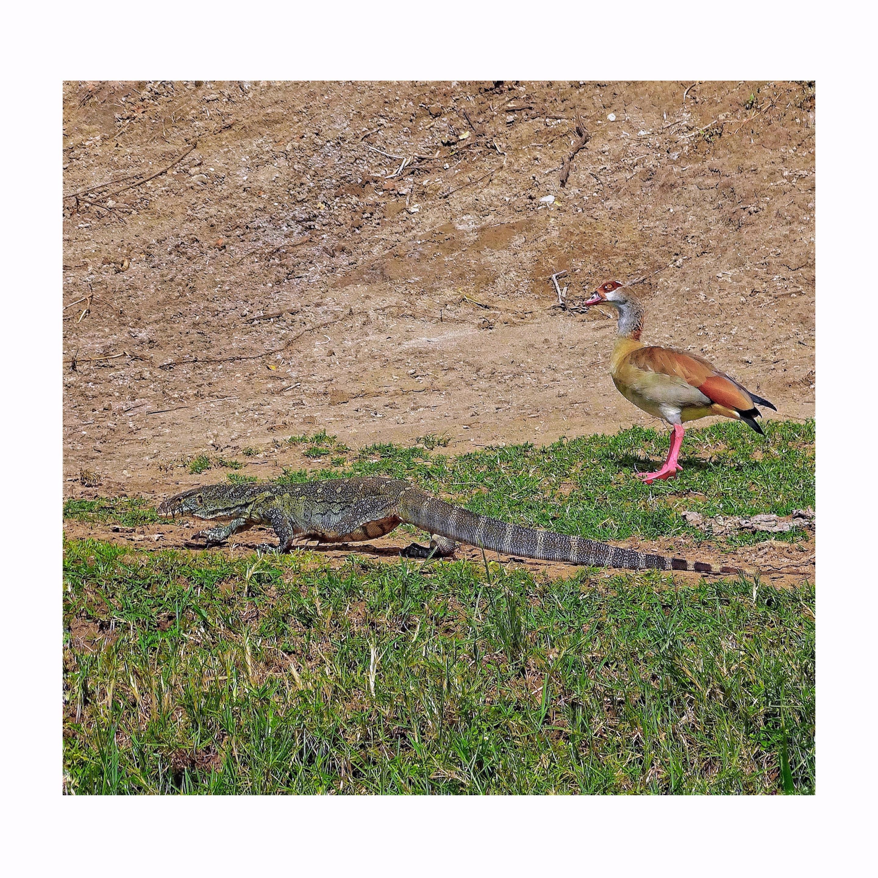 A large monitor lizard and an Egyptian goose stand on the grassy bank of the Kazinga River in Uganda. The lizard appears to be moving away, while the goose watches alertly from behind making sure the lizard is on his way out.
