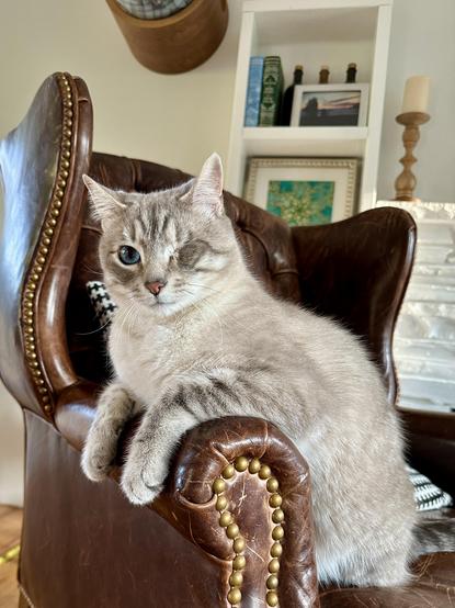 Mayor Doots, a one-eyed Lynx Point Siamese cat, sitting sideways in a dark brown leather wingback chair, with his front paws resting on the left arm. He is looking just to the left of the camera. 
