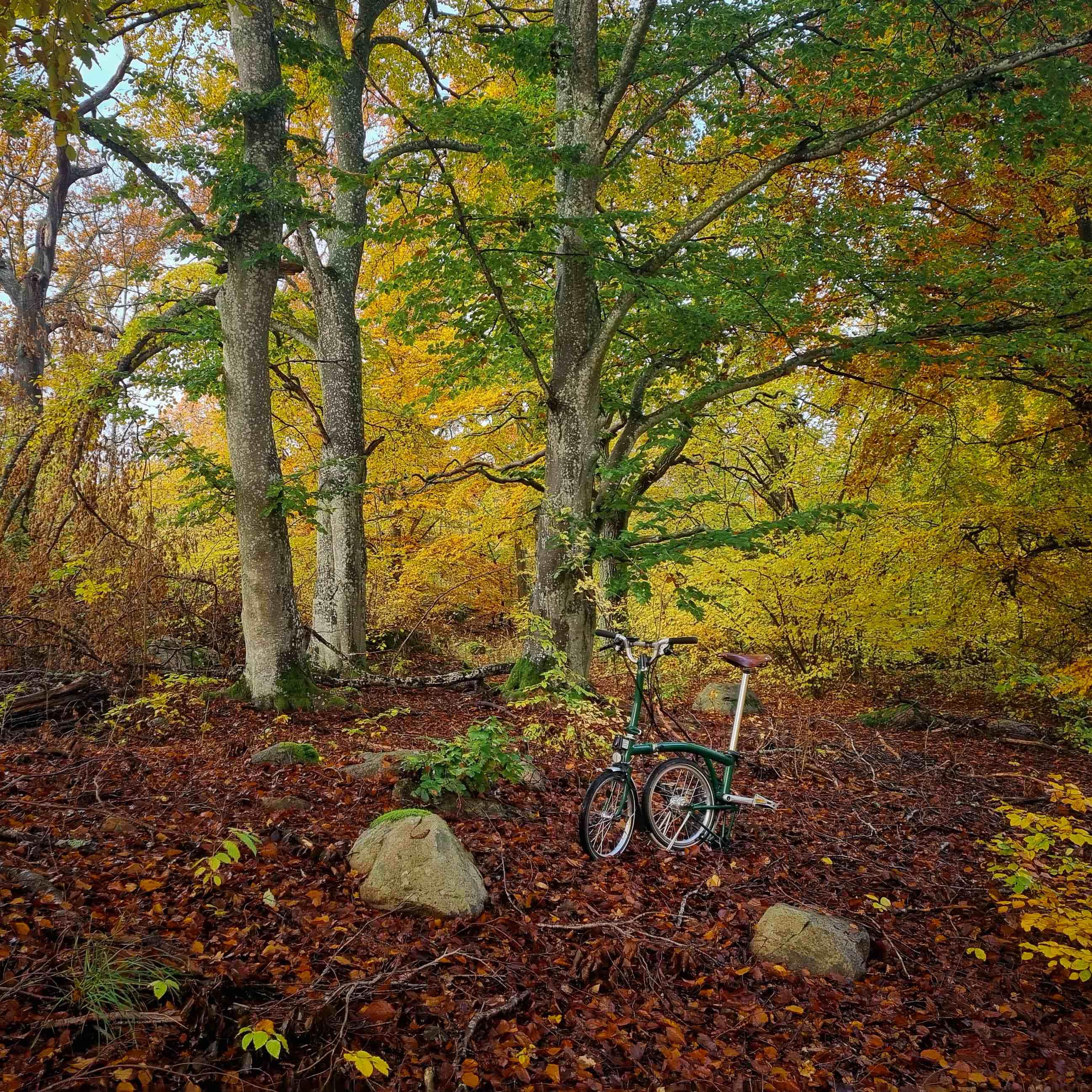 A folding bike parked in a forest. It is autumn and the trees have colorful leaves.