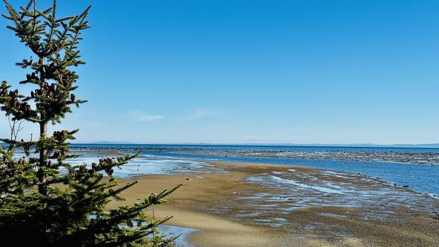 Im Vordergrund eine Tanne, dahinter der Sankt-Lorenz-Strom bei Ebbe. Am Horizont unter blauem Himmel schwach sichtbar das rechte Ufer.