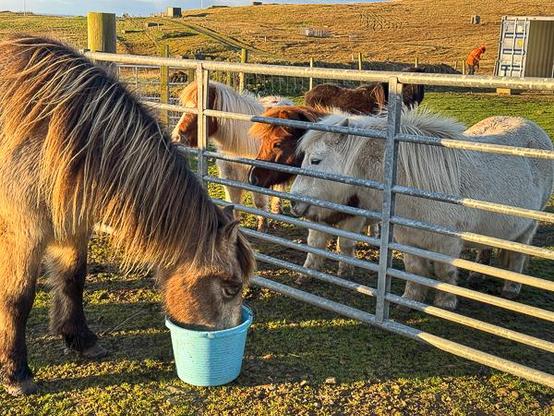 Icelandic horse being watched by Shetland ponies
