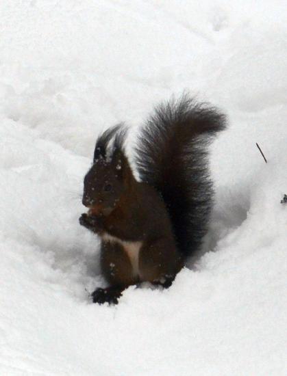 Ein rotes Eichhörnchen mit dunkelbraunem Fell mit leichtem Rotstich sitzt im Schnee und frisst eine Haselnuss. 