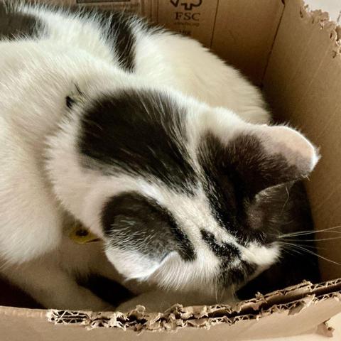 A white and black cat is curled up in a cardboard box. The edges of the box are nibbled on.