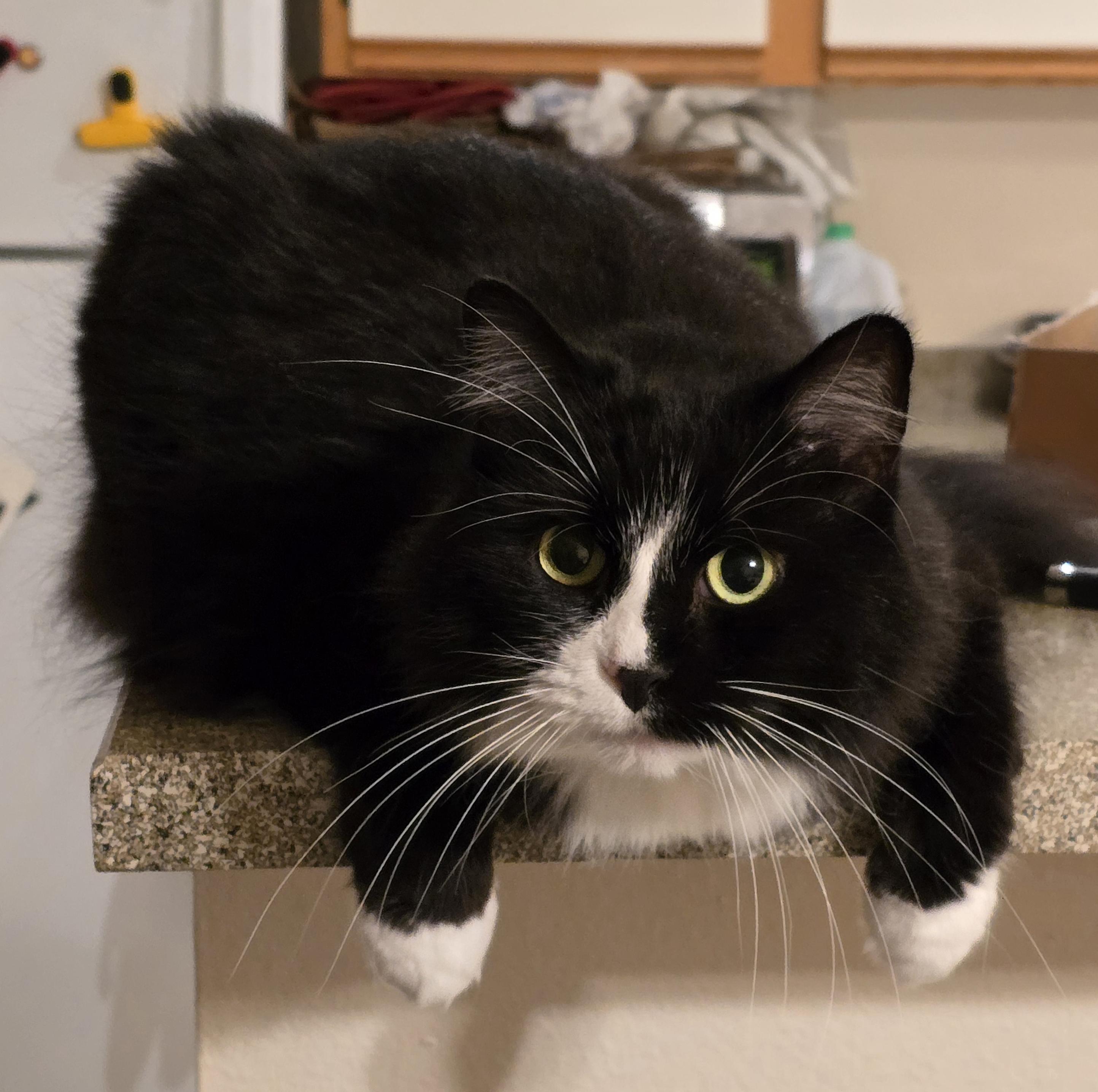 A fluffy black and white tuxedo cat stares at the camera