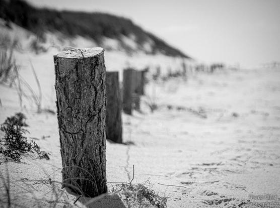 A timeless monochrome scene unfolds along a windswept sandy path, where weathered wooden posts stand as silent sentinels. The foreground post, richly textured with deep grooves and cracks, dominates the frame, its rough bark telling stories of seasons passed. Beyond it, the path stretches into the distance, flanked by more posts that gradually fade into soft focus, guiding the eye toward the gentle rise of a dune. Delicate grasses, caught in mid-sway, add a whisper of movement to the otherwise …