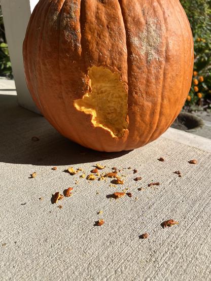a metaphor for our times? most likely it was a squirrel which gnawed out a section of this pumpkin, leaving bits of the vegetable on the sidewalk next to it