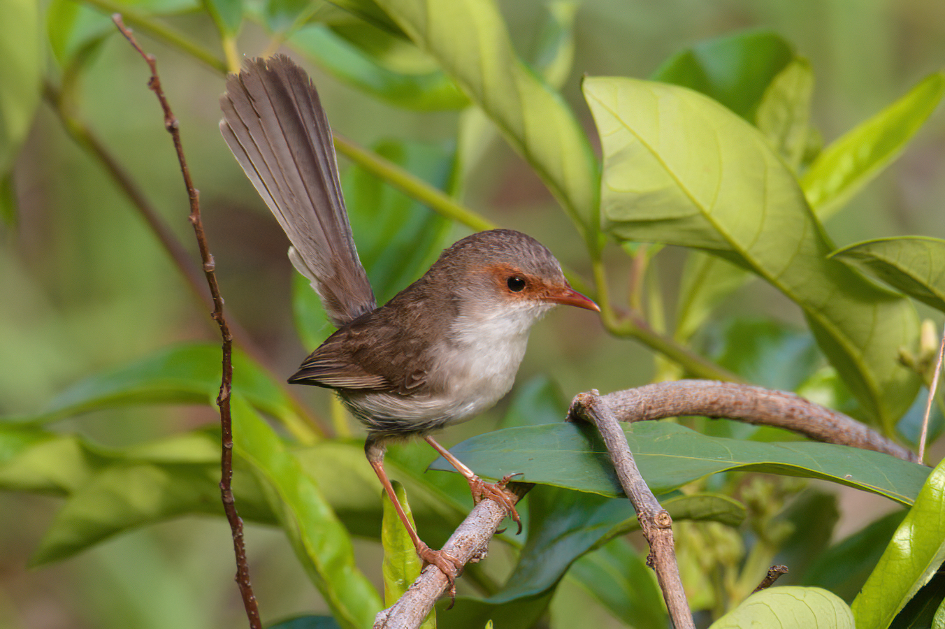 Small brown bird with tail held high in profile facing right surrounded by bright green foliage