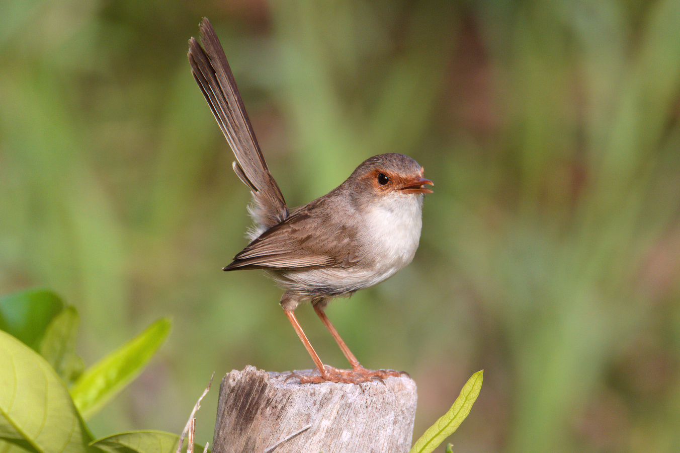 Small brown bird with tail held high perched on a stump. Background is bright green foliage
