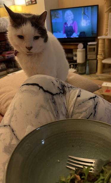 A white cat with gray markings watches a person’s lap, which is covered by marble-patterned leggings. A partially eaten salad in a green bowl with a fork is visible. In the background, a TV is showing a woman. The setting appears cozy