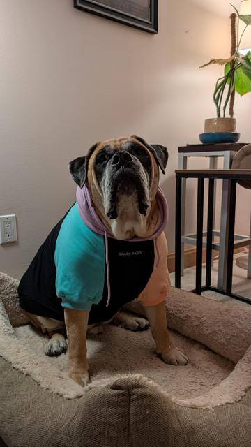 Dog in a sweatshirt that's black, blue, purple, and pink.