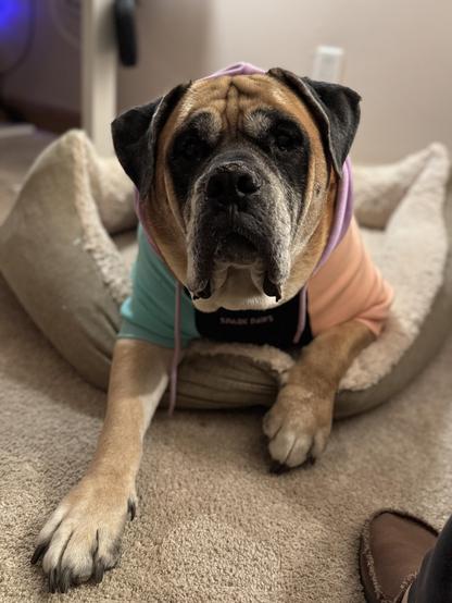 Dog laying in bed with multicolor sweatshirt