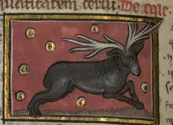 A very cow-like black beast with large white antler-style horns, one facing forward and one facing backward. It seems to be posing prettily on brown grass against a red background with occasional gold spots. It is looking sideways with a definite smirk. It is in a gilt frame on a manuscript page. Image from Bibliothèque Municipale de Valenciennes, MS 320 (Liber de natura rerum), folio 62v.