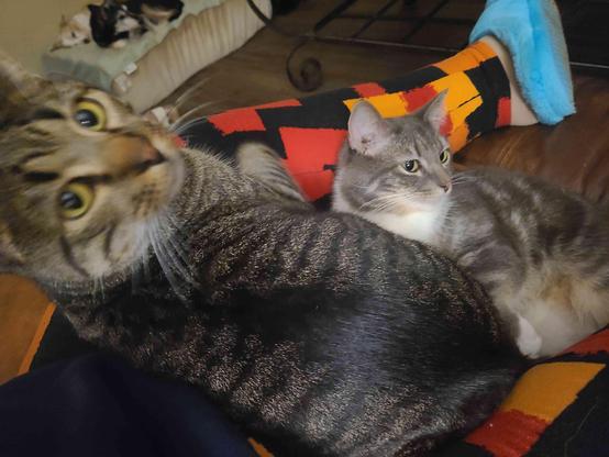 two tabby cats sitting in a persons lap one looking at the camera