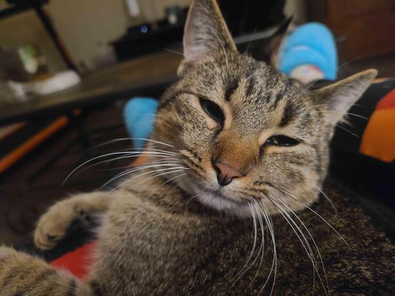 a tabby cat sitting in a lap