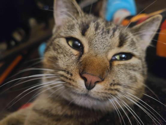 close up of a tabby cat sitting in a lap