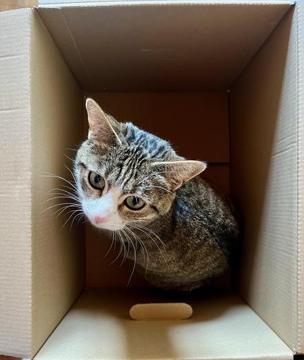 Eine in Brauntönen getigerte Katze mit weißer Schnauze ist von oben zu sehen. Sie sitzt in einem Karton. In ihrem Blickt liegt etwas fragendes und glechwohl große Unternehmungslustigkeit. Ihre Schnurrhaare zieren die Katze ungemein, denn sie sind im Dunkel des Kartons besonders gut zu erkennnen.