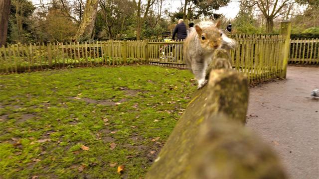 In a fenced grass garden, a brown  squirrel clambers on top of a similarly brown wooden fence towards the camera. The following three photos  capture the squirrel moving closer skillfully balanced on the fence and finally stopping, resting on its hind legs, turning ot its left and surveying the autumn shaded grassland around us.