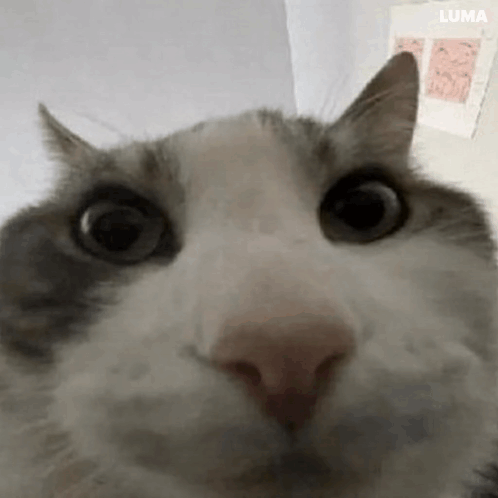"Looks inside" cat meme. A zoomed in, wide-lens photo of a cat. The cat looks skeptical, and the unusual photography exaggerates their face extremely.