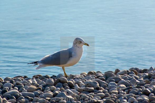 A ring-billed gull standing on rocks along the shore of Lake Ontario near Toronto's waterfront trail.